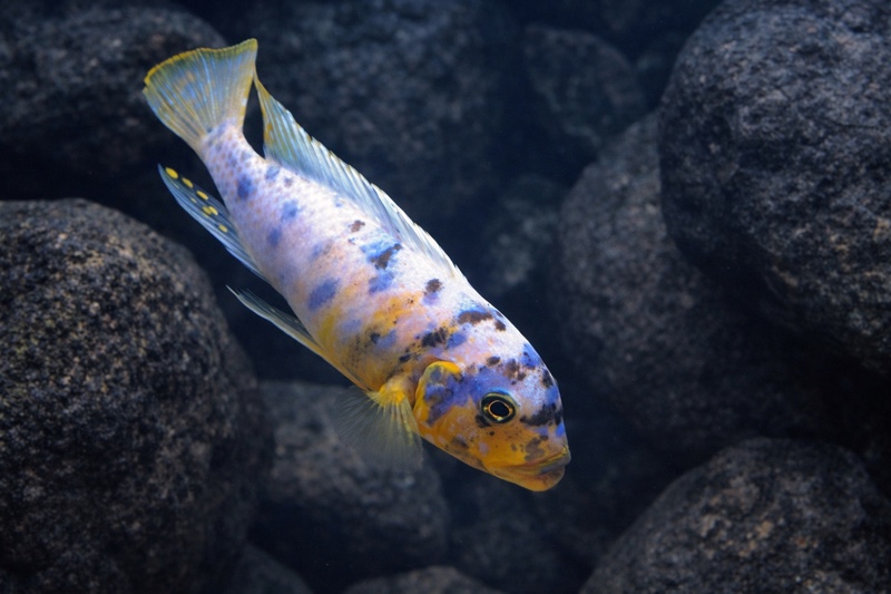 Maylandia fainzilberi 'Nsele'